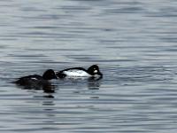 Schellenten Pärchen